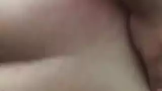 الحمار العربي الكبير