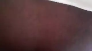 اللاتينية / العربية الديك