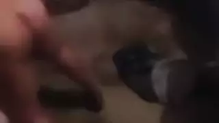 عربي مصري
