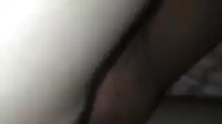 الحمار العربي فوكين