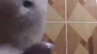 الاستمناء العربي قادم